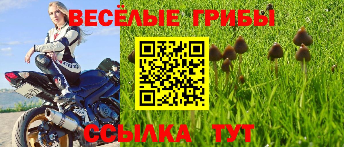 Псилоцибиновые грибы мицелий Саранск